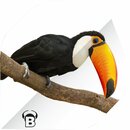 BULLS Motex Flights Standard A-Shape A-Standard toucan
