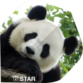 BULLS 5-Star Flights Standard A-Shape A-Standard panda